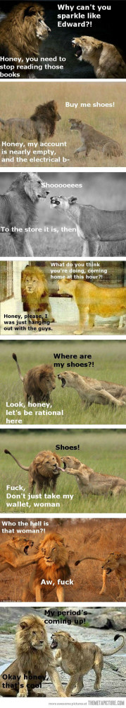 Funny photos funny lion female angry male