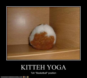 funny-pictures-cat-does-yoga