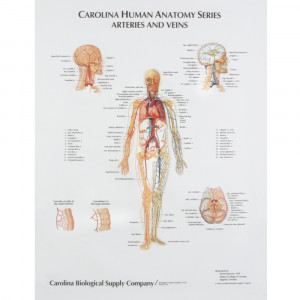 Human Anatomy Veins and Arteries