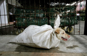 Dog meat costs about 24-2 RMB/kg. It is comparable to pork (23-27 RMB ...
