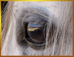 inspiring-quotes for horse lovers