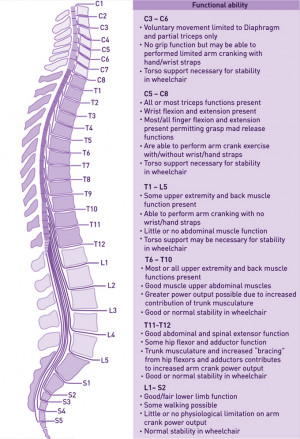 The Muscles Spinal Cord And