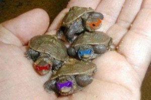 Real Life Ninja Turtles!? by CecilyContagion