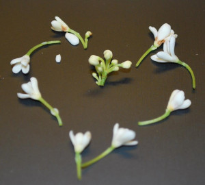 Munch ado About Nothing