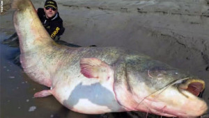 Monster 280-lb Catfish Caught in Italy