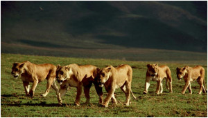 Strength and Majesty: The King of the Beasts