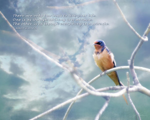 Barn Swallow On Blue Sky With Einstein Quote Photograph