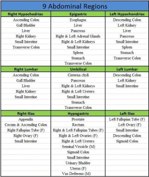 Abdominal Regions Abdomen