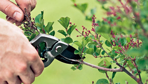 Trees And Shrubs For Forcing