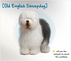 Old English Sheepdog Mix Old English Sheepdog