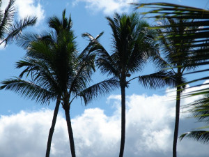 Hawaii Palm Trees