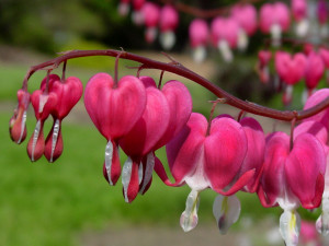 Bleeding Hearts
