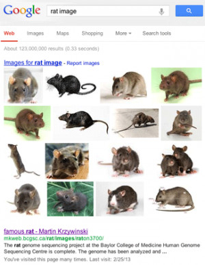 ... rat image' search query (retrieved 16 Mar 2013).( rat Google search