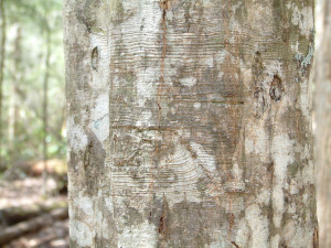 January 9 - The American Hornbeam Tree - Carpinus caroliniana