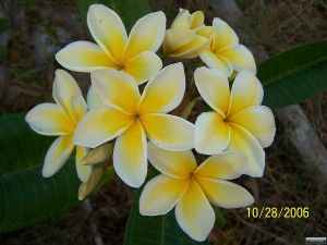 pink plumeria flowers reply 3 on december 18 2007 01 08 42 am quote ...
