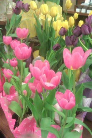 Mi lovez #tulips #pink #yellow #purple