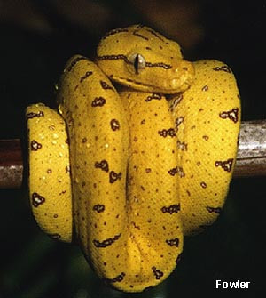 Green Tree Python Morelia