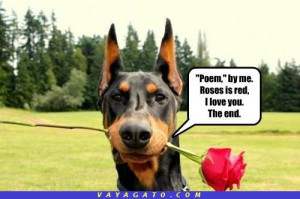 doberman-pinscher perros poema color-de-rosa poesia