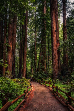 Redwood Path ~ John Muir Trail, California by Justin in SD~~