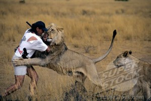 How To Survive A Close Lion Encounter