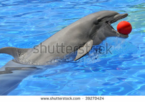 bottle nose dolphin playing