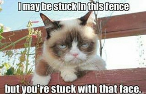 Ultimate Grumpy Cat Compilation (17 Pics)