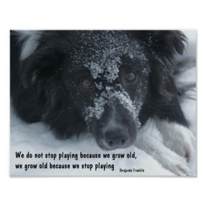 Growing Old Quote Border Collie Face Poster