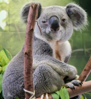 Koala image via Tampa's Lowry Park Zoo at www.Facebook.com/TampaZoo