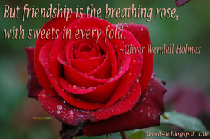 tags free download rose wallpaper rose quotes