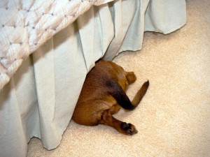 Cats and Dogs That Completely Fail at Hide and Seek