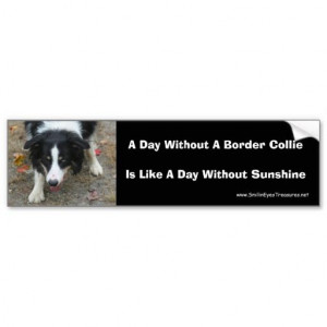 Border Collie Funny Quotes | Border Collie Stare Cute Dog Bumper ...
