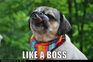 Funny Image Collection