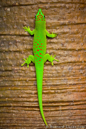 Madagascar Day Gecko Green