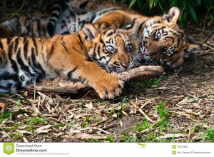 Two Cute Tiger Cubs Playing