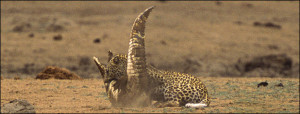 ... , the leopard had the upper hand catching its prey by the throat
