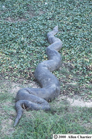 Related Pictures anaconda eats man video