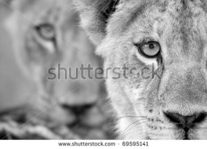 lioness and lion love black and white