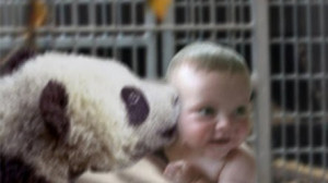 funny-baby-panda-kiss.jpg