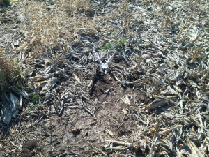 Setting Coyote Snares