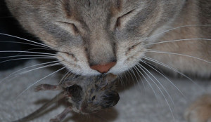 Pet Owner Acquires Bubonic Plague Not From A Rodent, But From His Cat