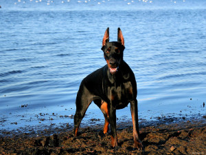 Awesome Doberman Dogs Wallpaper HD 8761 Wallpaper with 1920x1440 ...