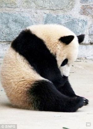 Не успела панда задремать, как во сне ...