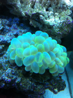 Here is my cool looking bubble coral It reminds me of something