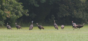 flock of wild turkeys [Image: www.carolinabirdclub.org]