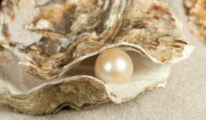 oyster-pearl-100903-02.jpg?1324345935