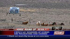 Wild horse roundup triggers controversy - CNN.