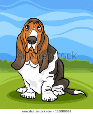 Related Pictures basset hound stock photos illustrations and vector ...