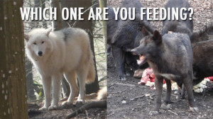 Which Wolf Inside Of You Are You Feeding?