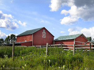 Red Barn And Out Buildings