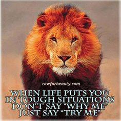 Lion Quotes